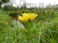 Picris echioides 28, Dubbelkelk, Saxifraga-Rutger Barendse