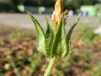 Picris echioides 31, Dubbelkelk, Saxifraga-Rutger Barendse