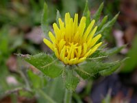 Picris echioides 4, Dubbelkelk, Saxifraga-Peter Meininger