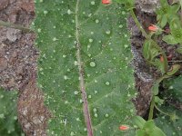 Picris echioides 8, Dubbelkelk, Saxifraga-Rutger Barendse