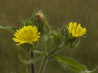 Picris echioides 1, Dubbelkelk, Saxifraga-Jan van der Straaten