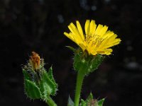 Picris echioides 11, Dubbelkelk, Saxifraga-Ed Stikvoort