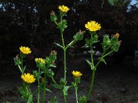 Picris echioides 13, Dubbelkelk, Saxifraga-Ed Stikvoort