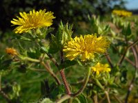 Picris echioides 15, Dubbelkelk, Saxifraga-Ed Stikvoort