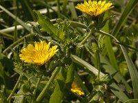 Picris echioides 21, Dubbelkelk, Saxifraga-Jan van der Straaten