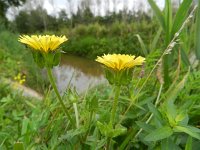 Picris echioides 27, Dubbelkelk, Saxifraga-Rutger Barendse