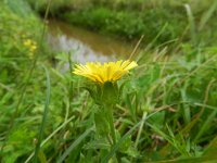 Picris echioides 29, Dubbelkelk, Saxifraga-Rutger Barendse