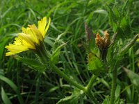 Picris echioides 3, Dubbelkelk, Saxifraga-Rutger Barendse