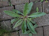 Picris echioides 35, Dubbelkelk, Saxifraga-Ed Stikvoort