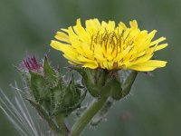 Picris echioides 9, Dubbelkelk, Saxifraga-Peter Meininger