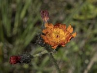 Pilosella aurantiaca 2, Oranje havikskruid, Saxifraga-Willem van Kruijsbergen