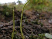 Pilularia globulifera 1, Pilvaren, Saxifraga-Rutger Barendse