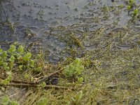 Pilularia globulifera 10, Pilvaren, habitat, Saxifraga-Willem van Kruijsbergen