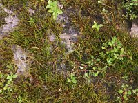 Pilularia globulifera 12, Pilvaren, Saxifraga-Hans Dekker