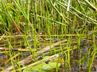 Pilularia globulifera 15, Pilvaren, Saxifraga-Rutger Barendse