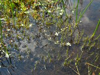 Pilularia globulifera 16, Pilvaren, Saxifraga-Ed Stikvoort