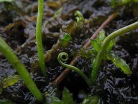 Pilularia globulifera 2, Pilvaren, Saxifraga-Rutger Barendse