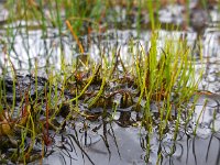 Pilularia globulifera 21, Pilvaren, Saxifraga-Ed Stikvoort