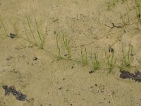 Pilularia globulifera 22, Pilvaren, Saxifraga-Hans Boll