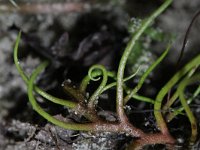 Pilularia globulifera 3, Pilvaren, Saxifraga-Rutger Barendse