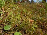 Pilularia globulifera 30, Pilvaren, Saxifraga-Ed Stikvoort