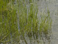 Pilularia globulifera 7, Pilvaren, habitat, Saxifraga-Willem van Kruijsbergen