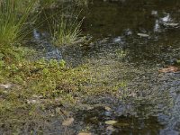 Pilularia globulifera 9, Pilvaren, habitat, Saxifraga-Willem van Kruijsbergen