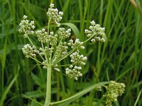 Pimpinella major 22, Grote bevernel, Saxifraga-Hans Grotenhuis