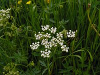 Pimpinella major 24, Grote bevernel, Saxifraga-Hans Grotenhuis