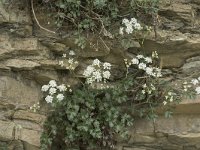 Pimpinella saxifraga 13, Kleine bevernel, Saxifraga-Willem van Kruijsbergen