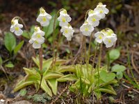 Pinguicula alpina 50, Saxifraga-Luuk Vermeer