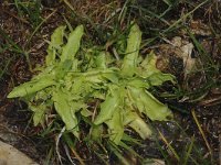 Pinguicula alpina 1, Saxifraga-Jan van der Straaten