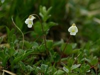 Pinguicula alpina 13, Saxifraga-Dirk Hilbers