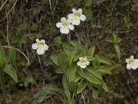 Pinguicula alpina 14, Saxifraga-Willem van Kruijsbergen