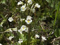 Pinguicula alpina 16, Saxifraga-Annemiek Bouwman