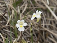 Pinguicula alpina 17, Saxifraga-Willem van Kruijsbergen