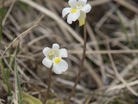 Pinguicula alpina 18, Saxifraga-Willem van Kruijsbergen