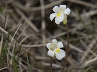 Pinguicula alpina 19, Saxifraga-Willem van Kruijsbergen