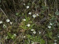 Pinguicula alpina 22, Saxifraga-Willem van Kruijsbergen