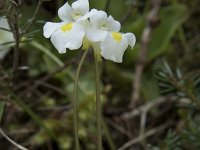 Pinguicula alpina 23, Saxifraga-Willem van Kruijsbergen