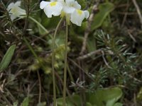 Pinguicula alpina 24, Saxifraga-Willem van Kruijsbergen