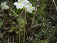 Pinguicula alpina 26, Saxifraga-Willem van Kruijsbergen