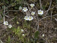 Pinguicula alpina 28, Saxifraga-Willem van Kruijsbergen