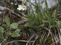 Pinguicula alpina 29, Saxifraga-Willem van Kruijsbergen