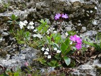 Pinguicula alpina 31, Saxifraga-Rutger Barendse