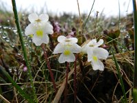 Pinguicula alpina 32, Saxifraga-Rutger Barendse