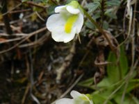 Pinguicula alpina 33, Saxifraga-Rutger Barendse