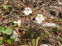 Pinguicula alpina 34, Saxifraga-Luuk Vermeer