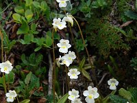 Pinguicula alpina 35, Saxifraga-Harry Jans