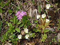 Pinguicula alpina 36, Saxifraga-Harry Jans